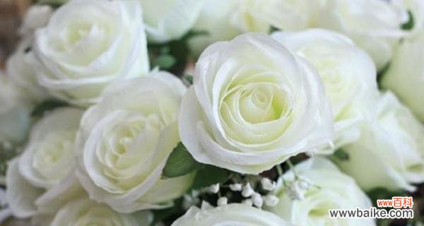 探索白玫瑰的9种不同寓意 白玫瑰花的深意与象征