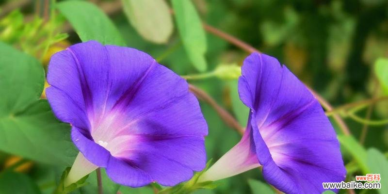 矮牵牛花花语揭示的心灵之美 矮牵牛花