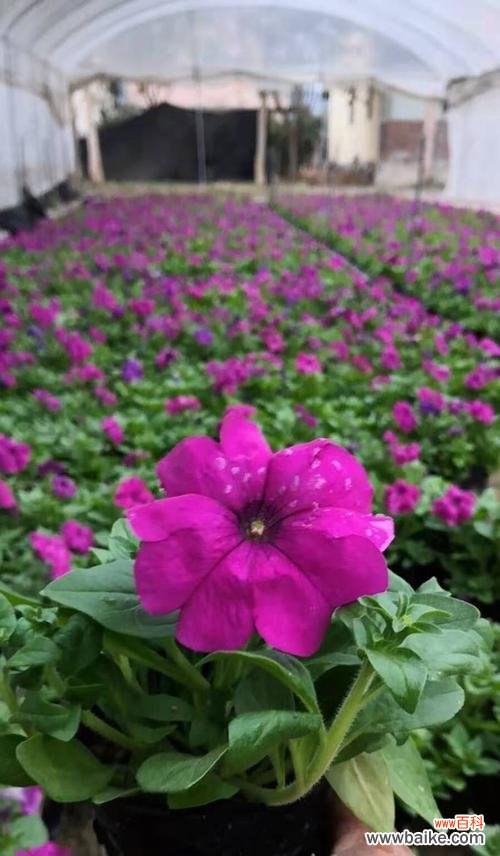 矮牵牛花花语揭示的心灵之美 矮牵牛花