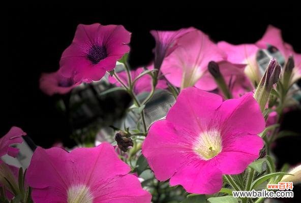 矮牵牛花花语揭示的心灵之美 矮牵牛花