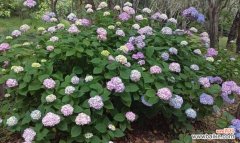 探寻八仙花的神秘力量与美丽之源 八仙花