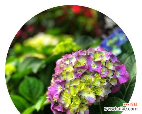 揭开八仙花的神奇面纱,探索其隐含的花语之谜 八仙花