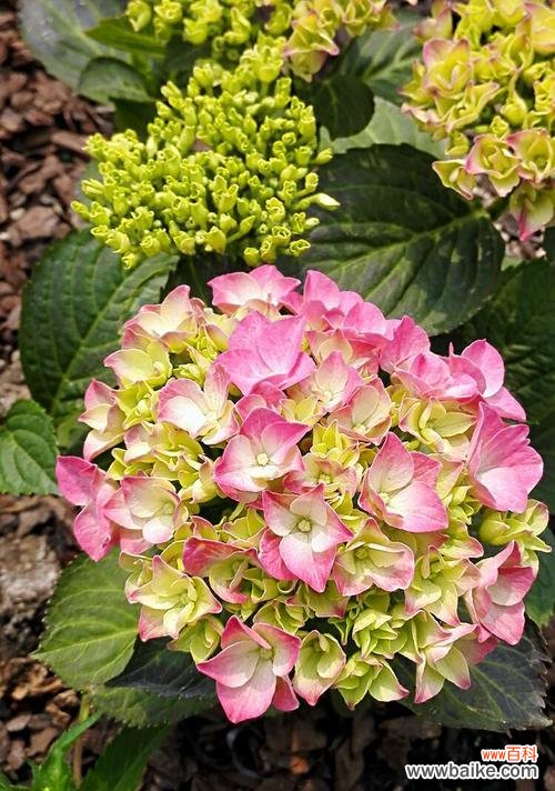 揭开八仙花的神奇面纱,探索其隐含的花语之谜 八仙花