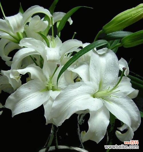 白百合花的美丽与纯洁 白百合花的象征意义及文化传承