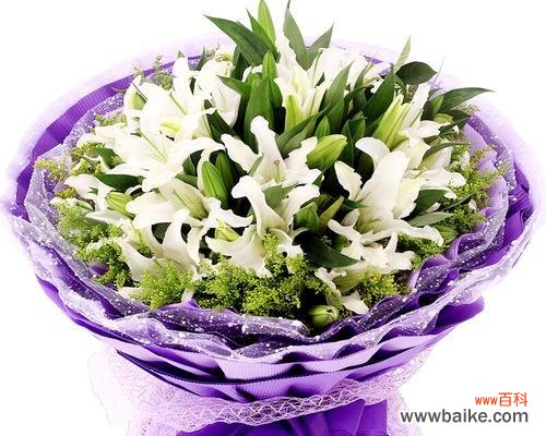 传递纯洁和无畏的美好 白百合的花语及其寓意