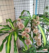 探寻铁树开花的奇迹及其象征意义 以巴西铁树开花的寓意