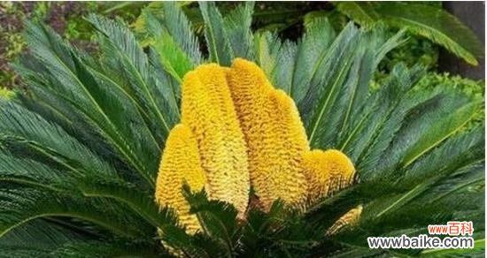 探寻铁树开花的奇迹及其象征意义 以巴西铁树开花的寓意