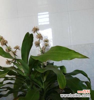 揭示大自然的智慧，感受生命的力量 探寻以巴西木的寓意之旅