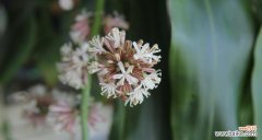 揭示大自然的智慧，感受生命的力量 探寻以巴西木的寓意之旅