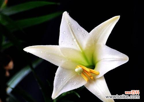 花语的秘密与美丽 白百合花语的含义与传承