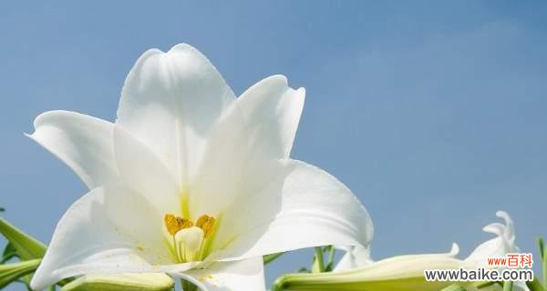 花语的秘密与美丽 白百合花语的含义与传承