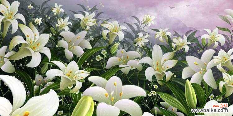揭开白百合花的神秘面纱——纯洁、高雅与祝福 白百合花的象征意义及寓意解读