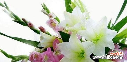 揭开白百合花的神秘面纱——纯洁、高雅与祝福 白百合花的象征意义及寓意解读