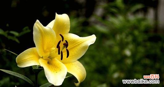 探索白百合花的象征意义及文化渊源 白百合花的深意