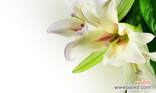 探索白百合花的象征意义及文化渊源 白百合花的深意
