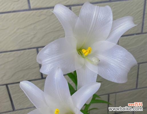 探索白百合花的象征意义及文化渊源 白百合花的深意