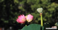 双莲并蒂的美丽传说 并蒂莲的象征意义