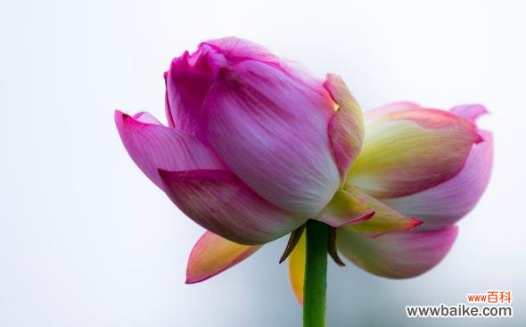 探索并蹄莲花的美丽与神秘 并蹄莲的花语与寓意