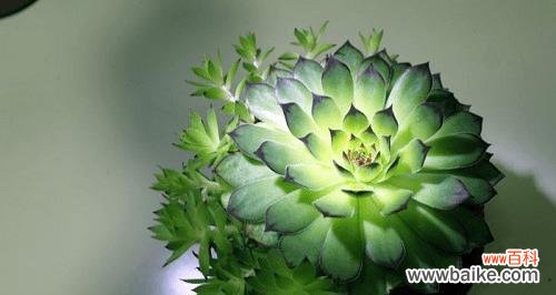 绽放的奇迹 以波路开花