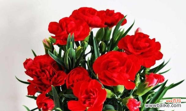 花开学堂 用花语表达对老师的尊敬