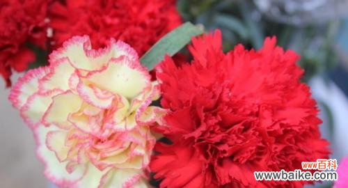 传递敬爱之情 花开尊师，情深意长