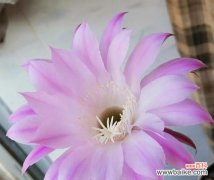 探索波露花的象征意义与生命力 以波露花代表的美丽与坚韧