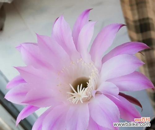 探索波露花的象征意义与生命力 以波露花代表的美丽与坚韧