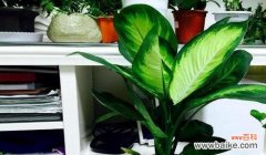 摆放风水禁忌与注意事项 探讨波士顿蕨的风水作用及寓意