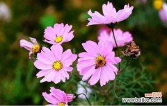 探索波斯菊的象征意义 波斯菊的花语和寓意