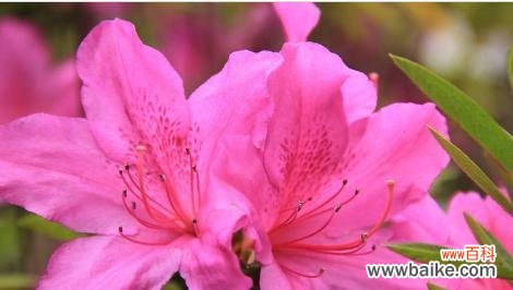 以色彩传递情感 七彩杜鹃花花语