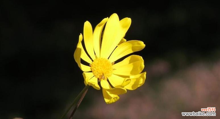 寓意低调的象征花有哪些?哪些花卉代表谦逊与低调?