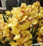 寓意低调的象征花有哪些？哪些花卉代表谦逊与低调？