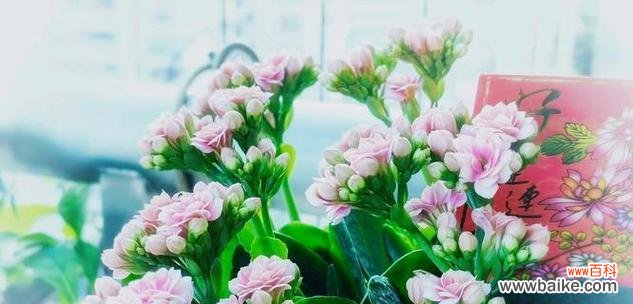 哪种花代表爱慕之情?爱慕之情的花有哪些?