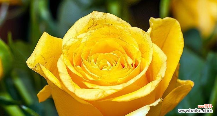 哪种花代表爱慕之情?爱慕之情的花有哪些?