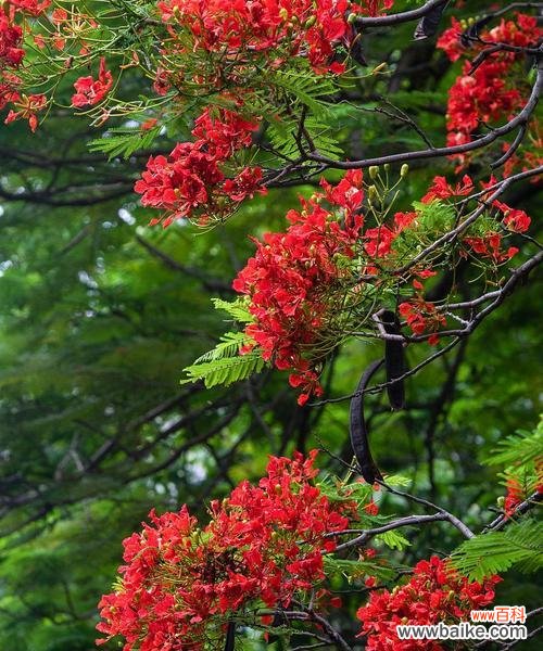 凤凰花的花语是什么？凤凰花的种植技巧有哪些？