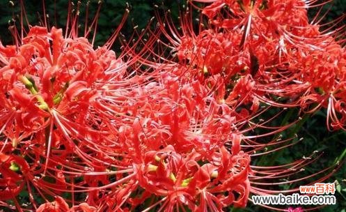 哪种花的花语与遗忘有关和代表遗忘的花卉花语是什么？