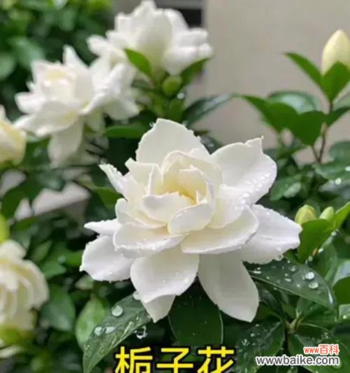 黄栀子花的寓意是什么？黄栀子花代表什么意义