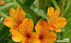 象征开端的花有哪些？它们的含义是什么？