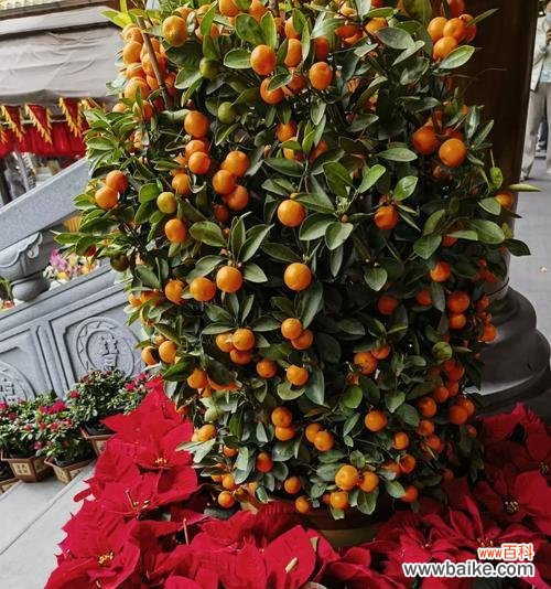 哪些花卉代表生意兴隆和繁荣？