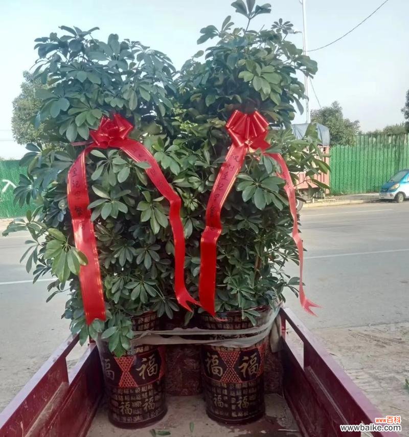 哪些花卉代表生意兴隆和繁荣？