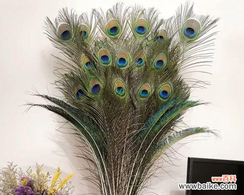 花瓶上的孔雀寓意是什么？孔雀象征着什么？