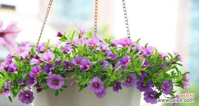 哪种花寓意节约？代表节俭的花卉象征是什么？