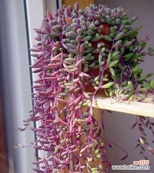 哪种花寓意节约？代表节俭的花卉象征是什么？