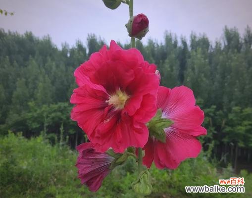 哪种花寓意节约？代表节俭的花卉象征是什么？