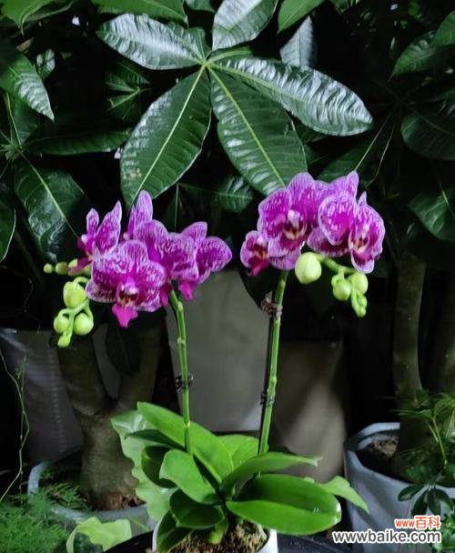 什么花的含义寓意着美好？美好寓意的花卉有哪些？