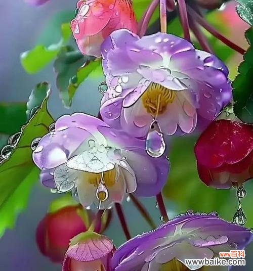 什么花的含义寓意着美好？美好寓意的花卉有哪些？