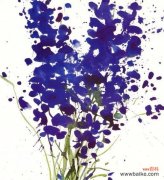 泼花这一行为的含义是什么？它在不同文化中的解释是什么？