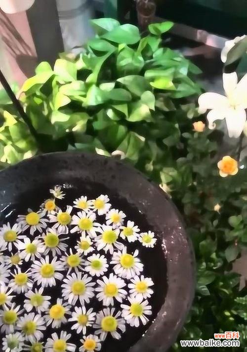 泼花这一行为的含义是什么？它在不同文化中的解释是什么？