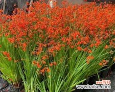 友谊象征的蝴蝶花有哪些？如何挑选寓意好的蝴蝶花？