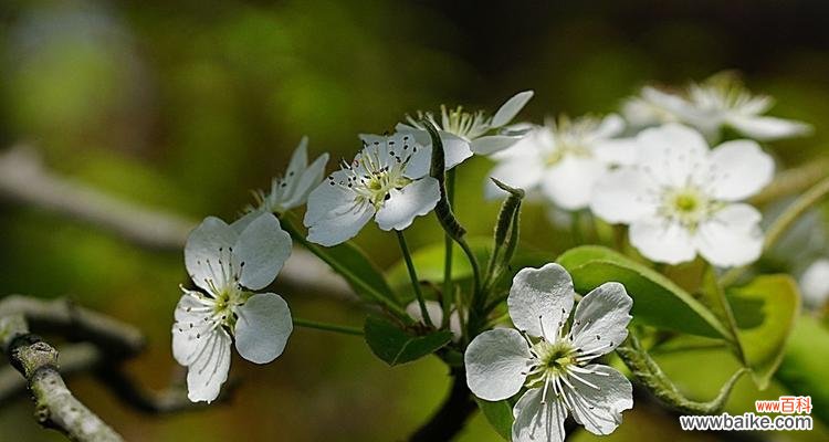 哪些花素雅且寓意丰富？